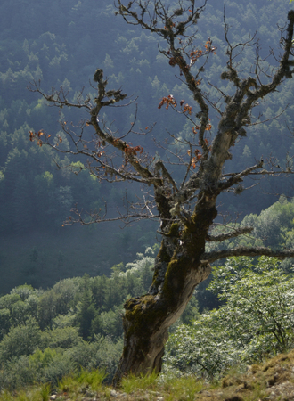 dry tree in the forest and with the prospect and filterの写真素材