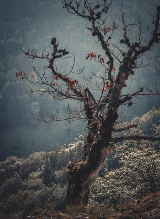 dead tree on background of distant green treesの写真素材
