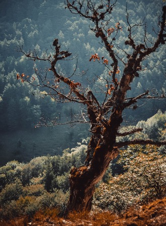dry tree in the forest and with the prospect and filterの写真素材