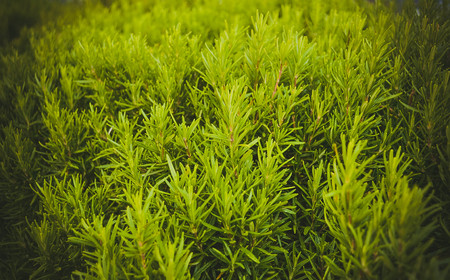 many fresh sprigs of rosemary closeup filterの写真素材