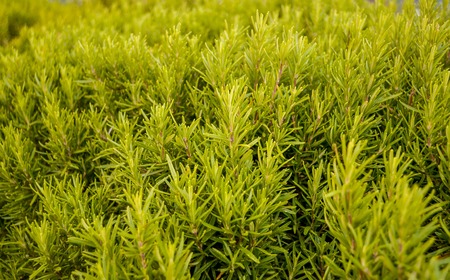 many fresh sprigs of rosemary closeup with filterの写真素材