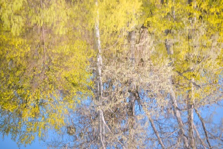 reflection of trees in water in springの写真素材