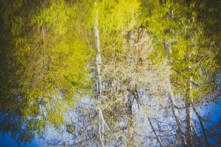 reflection of trees in water in springの写真素材