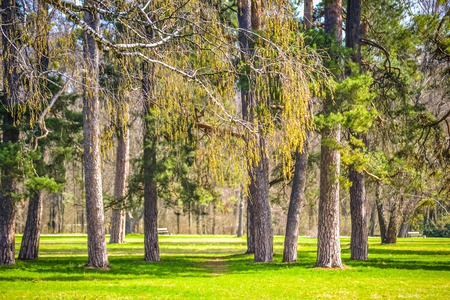 pine park on a sunny day filter, spring Summerの写真素材