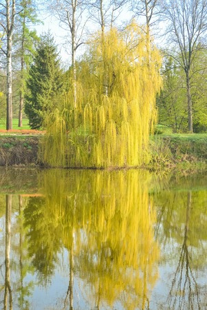 Willow on the river in the spring with filterの写真素材