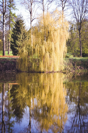 Willow on the river in the spring with filterの写真素材