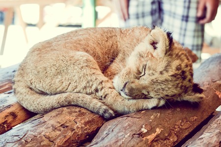 small cub sleeping on wooden boards, filterの写真素材