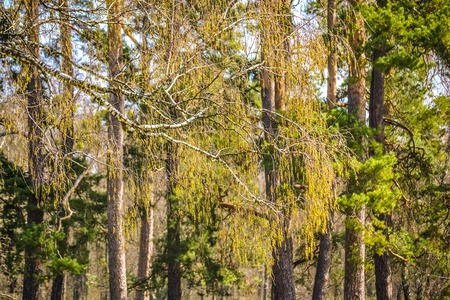 Birch branch with buds on a background of trees, filterの写真素材