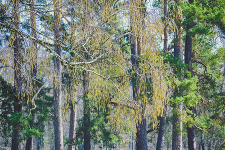 Birch branch with buds on a background of trees, filterの写真素材
