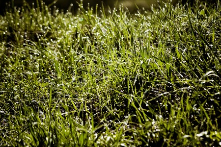 spring grass with dew closeup with filterの写真素材