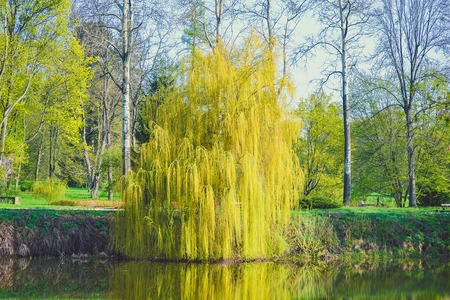 Willow on the river in the spring with filterの写真素材