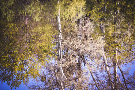 abstract background reflection of trees in water, filterの写真素材