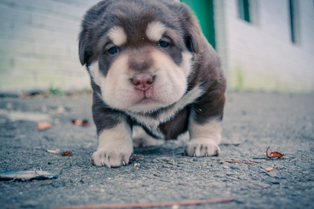 Cute little puppy face close-up standing on the pavement, filterの写真素材