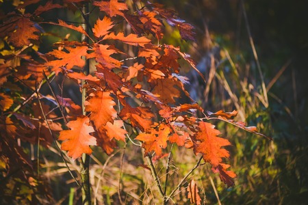 small oak tree with red leaves day close-up