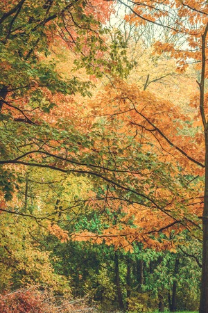 vertical background branches of trees with yellow leaves in autumn filterの写真素材