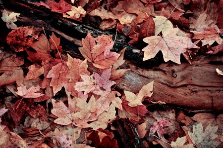 background dry yellow leaves with a log on the ground, filterの写真素材
