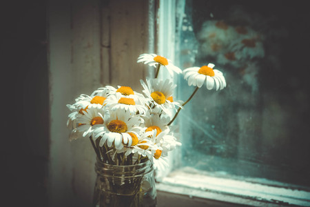 daisies in a glass jar vase on the table near the windowの写真素材