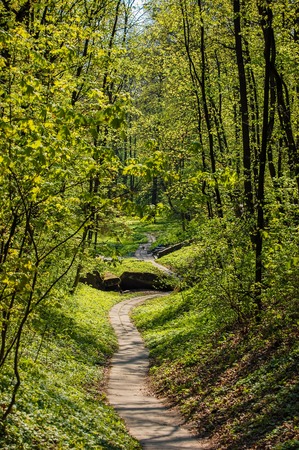 path of concrete slabs in the forest parkの写真素材