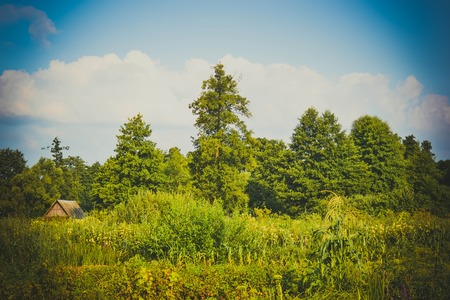 green trees, bushes, grass and summer sky with white cloudsの写真素材
