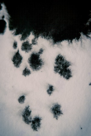 Black Ink Conveyed Over White Close-up Paper. Abstract Background Dark Filter. Ink Stains Spread Out and Absorbed Into the Paper Macro.の写真素材
