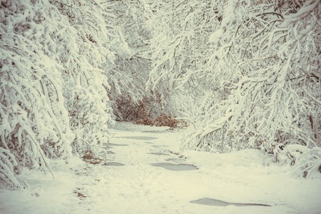 Snow-covered trees plants forest in winter filter, effect. Natural winter Christmas New Year background. Woodland snow under.の写真素材