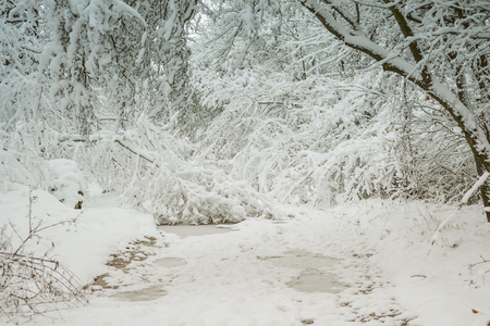 Snow-covered trees plants forest in winter filter, effect. Natural winter Christmas New Year background. Woodland snow under.の写真素材