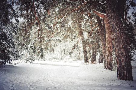 Snow-covered trees plants forest in winter filter, effect. Natural winter Christmas New Year background. Woodland snow under.の写真素材