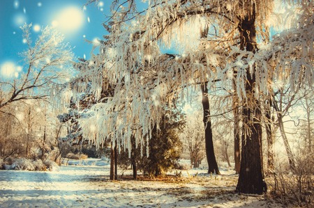 Winter park on a sunny day. Trees, road covered with snow on cold day. Natural New Year Christmas winter background. Snowfall in forest on sunny winter day. Flakes of snow winter close up in natureの写真素材
