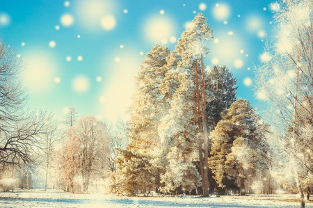 Winter park on a sunny day. Trees, road covered with snow on cold day. Natural New Year Christmas winter background. Snowfall in forest on sunny winter day. Flakes of snow winter close up in natureの写真素材