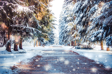 Winter park on a sunny day. Trees, road covered with snow on cold day. Natural New Year Christmas winter background. Snowfall in forest on sunny winter day. Flakes of snow winter close up in natureの写真素材
