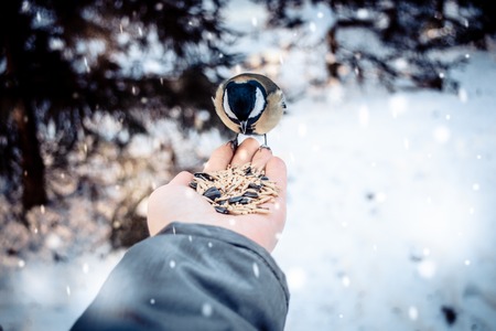 Man feeding birds with his hands in the park in winter. Cute birds chickadees sit on the arm hand and peck grain feed. Natural background with cycling loopの写真素材