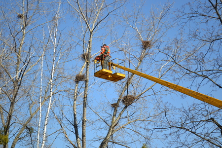 Bila Tserkva, Ukraine March 31, 2017: Workers cut tree branches On the crane. Springのeditorial素材