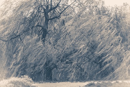 Vintage photo park with trees in strong windsの写真素材
