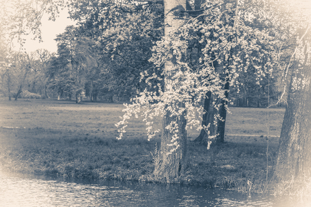 Vintage photo park with a lake or a pond and treesの写真素材