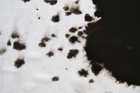 Black Ink Conveyed Over White Close-up Paper. Abstract Background isolated on white background. Ink Stains Spread Out and Absorbed Into the Paper Macro.の写真素材