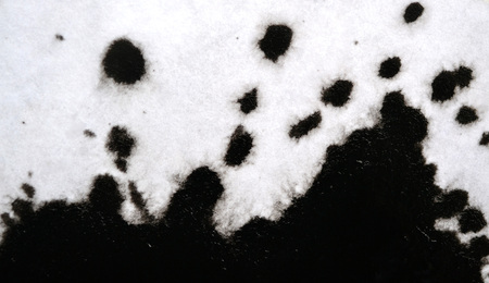 Black Ink Conveyed Over White Close-up Paper. Abstract Background isolated on white background. Ink Stains Spread Out and Absorbed Into the Paper Macro.の写真素材