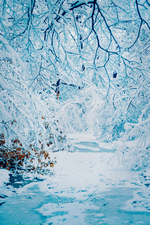 Snow-covered trees plants forest in winter filter, effect. Natural winter Christmas New Year background. Woodland snow under.の写真素材