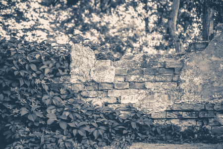 Old vintage photo. Wall brick ivy twisted copy spase copy spaceの写真素材