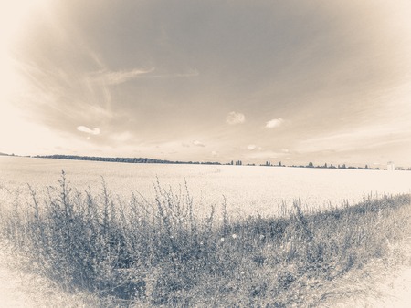 Old vintage photo. Sky clouds summer field grass copy spaceの写真素材