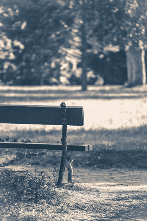 Old vintage photo. Park bench sunny day summer grass copy spaceの写真素材