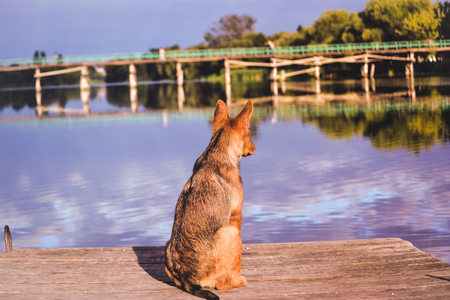 The dog is waiting at the dockの写真素材