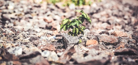 Green plant grows from under the stones close-up, macro. Copy space. Concept life.の写真素材
