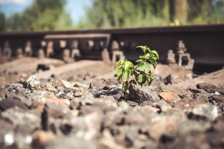 Green plant grows from under the stones Near railway tracks close-up, macro. Copy space. Concept life.の写真素材