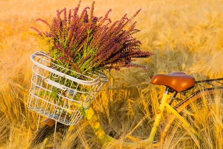 Bicycle with a bouquet of wildflowers in a basket in front of handlebar on a background of green grass in wheat fieldの写真素材