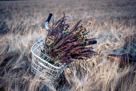 Bicycle with a bouquet of wildflowers in a basket in front of handlebar on a background of green grass in wheat fieldの写真素材