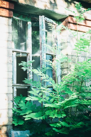 Old broken window overgrown with green bushの写真素材