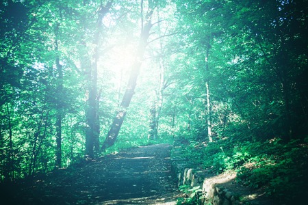 Road in the forest park in the spring and the sunlight. Natural background. Environment, ecology....