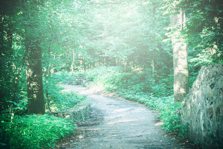 Road in the forest park in the spring and the sunlight. Natural background. Environment, ecology. With a white highlightの写真素材