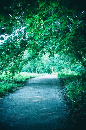 Road in the forest park in the spring and the sunlight. Natural background. Environment, ecologyの写真素材