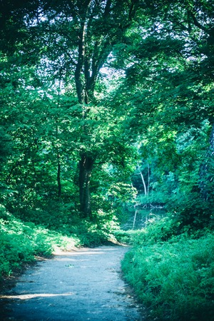 Road in the forest park in the spring and the sunlight. Natural background. Environment, ecology